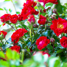 It's A Breeze Rose Flowers and Buds