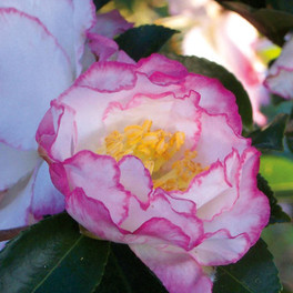 October Magic Inspiration Camellia Flower
