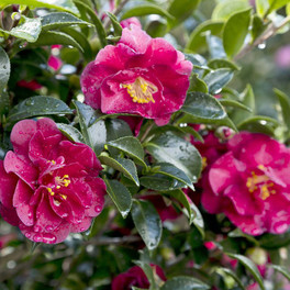 October Magic Ruby Camellia Cropped
