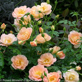Oso Easy Peachy Cream Rose Floliage and Flowers