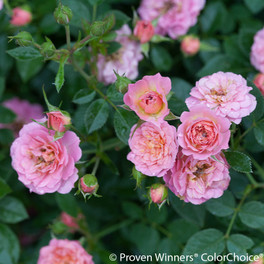 Oso Happy Petit Pink Rose Flowers and Foliage