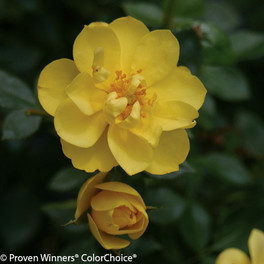 Yellow Oso Easy Lemon Zest Rose Flower Close Up