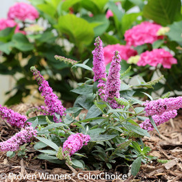 Small Lo and Behold Pink Micro Chip Butterfly Bush Flowering