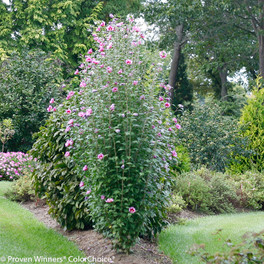 Purple Pillar Rose of Sharon in the Landscaping