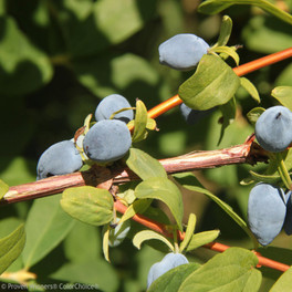 Yezberry Solo Haskap Berries up Close