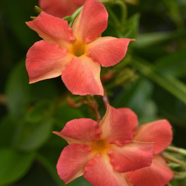 Diamantina Coral Orange Sunrise Mandevilla flowers