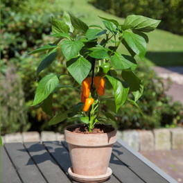 Kitchen Minis™ Fresh Bites Orange Pepper Growing in Tabletop Planter
