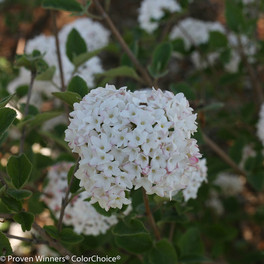 White Spice Baby Viburnum Flowers