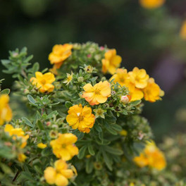Marmalade Potentilla Flowers and Leaves