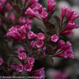 Wine and Roses Weigela Foliage and Flowers Close Up