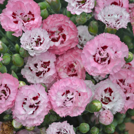 Pretty Poppers® Appleblossom Burst Pinks Dianthus Flowers Close up