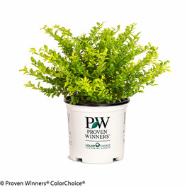 Brass Buckle Japanese Holly in Proven Winners Pot
