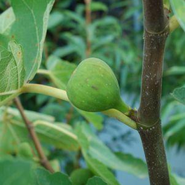 Verns Brown Turkey Fig Branch with Leaves