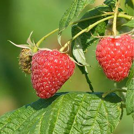 Polana Raspberry Fruit Close Up
