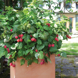 Raspberry Shortcake® Raspberry Bush in Patio Planter