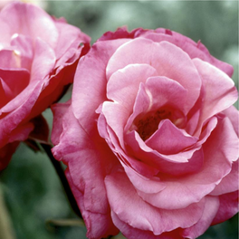 Grandma's Blessing Rose Flower Close Up