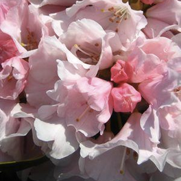 Mardi Gras Rhododendron Close Up