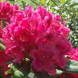 Nova Zembla Rhododendron
