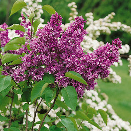 Yankee Doodle Lilac Blooming