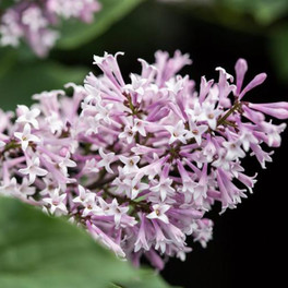 Little Lady™ Lilac Blooming