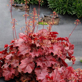 Northern Exposure™ Red Coral Bells Foliage