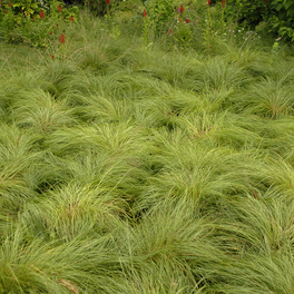 Prairie Dropseed Grass Growing on the Ground