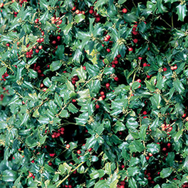 China Girl™ Holly Covered in Foliage and Fruit