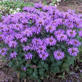 Sugar Buzz™ Cherry Pops Bee Balm Growing in the Landscaping
