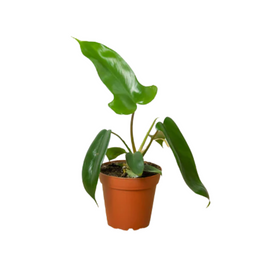  Healthy Florida Green Philodendron 