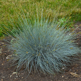 Blue Whiskers Blue Fescue in Landscaping