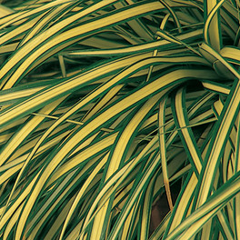 Evergold Sedge with Variegated Foliage
