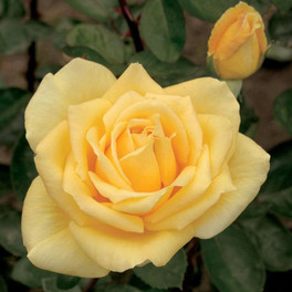 Oregold Hybrid Tea Rose Blooming
