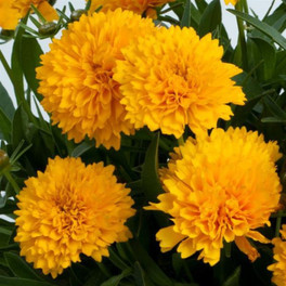 Solanna™ Golden Sphere Coreopsis Blooming