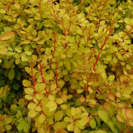 Healthy Gold Leaved Barberry Leaves