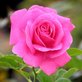 True Gratitude Climbing Rose Blooming