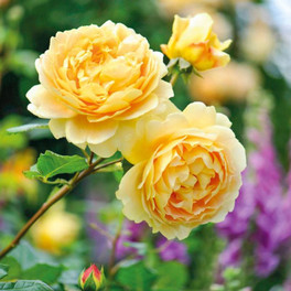 Golden Celebration Rose Flowering