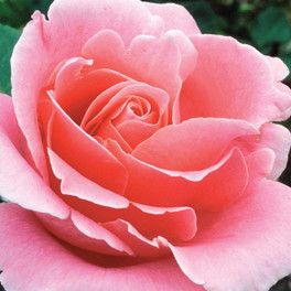 Bewitched Hybrid Tea Rose Flower