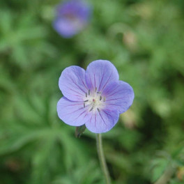 Johnson's Blue Geranium Flower Close Up