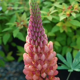 West Country™ 'Towering Inferno Lupine Flowering