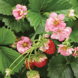 Alpine Strawberry Leaves and Fruits Close Up