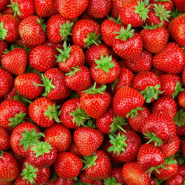 Earliglow Strawberry Fruits
