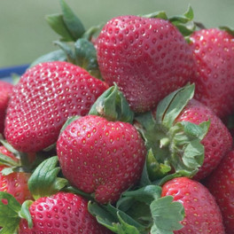 Sparkle Strawberry Harvest