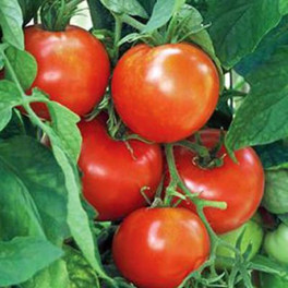 New Yorker Tomato Plant
