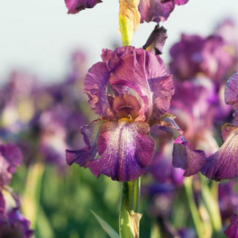 Wine Festival Iris Blooming 