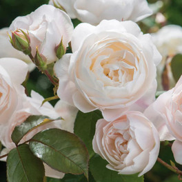 Desdemona Rose Blooming