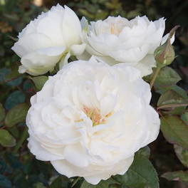  Bolero™ Floribunda Rose Blooming 