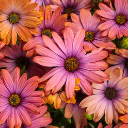 Bright Lights™ Horizon™ Sunset African Daisy Flowers Close Up