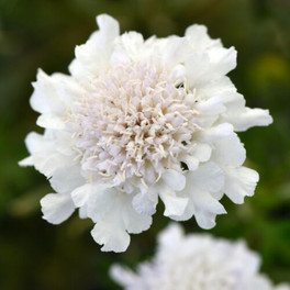 Flutter™ Pure White Pincushion Flower Close Up