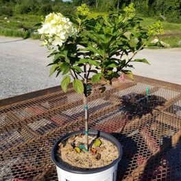 Little Lime Punch® Hydrangea Tree in Nursery Pot
