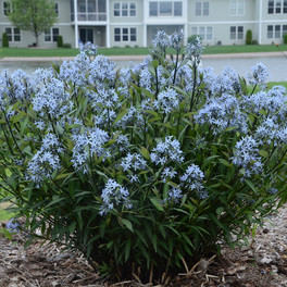 Storm Cloud Amsonia with Blue Blooms